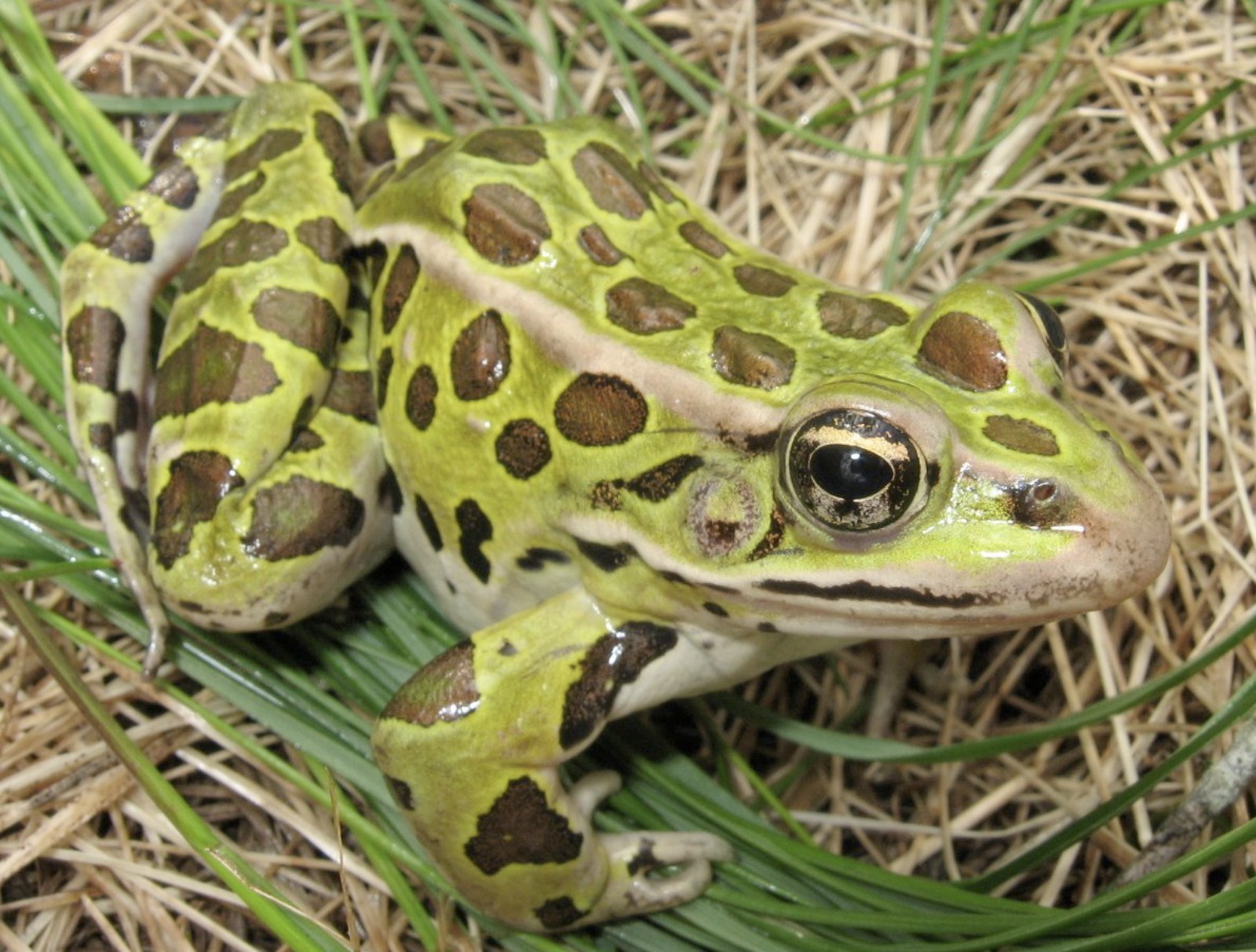 Lithobates pipiens – Northern Leopard Frog