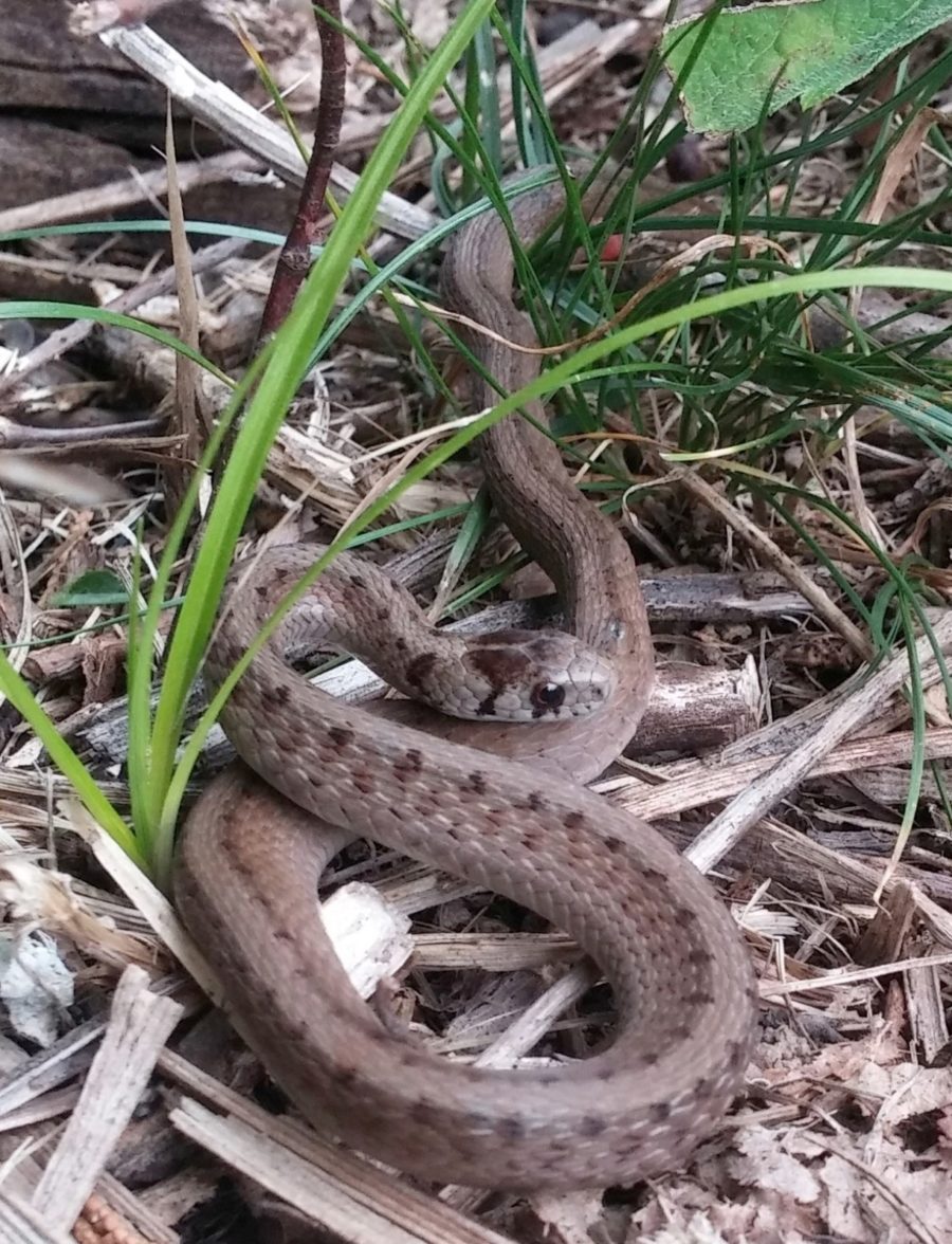 S-dekayi, Cornwall, August 26, 2015, Justin Brande | Vermont Reptile