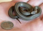 Storeria Occipitomaculata – Red-bellied Snake 