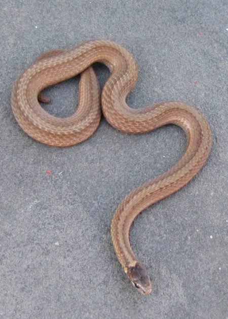 S-occipitomaculata 2, Craftsbury, June 26, 2014, Megan Kane et al ...