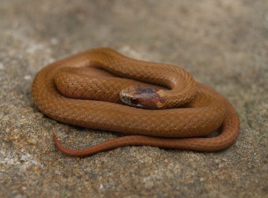 S-occipitomaculata excellent Meg Berlin | Vermont Reptile and Amphibian ...