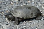 Sternotherus odoratus – Eastern Musk Turtle | Vermont Reptile and ...