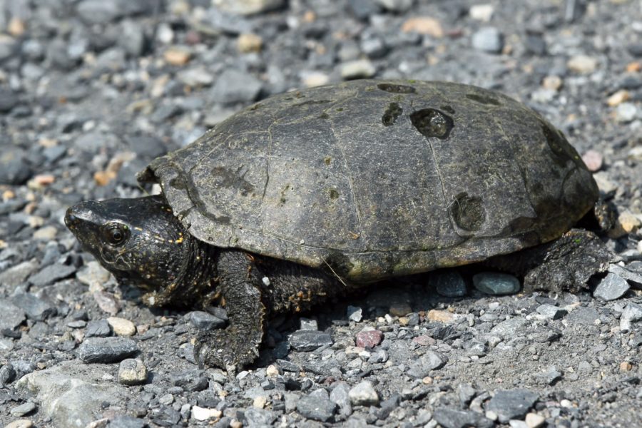 S-odoratus, West Haven, September 3, 2015, Steve Lesan | Vermont ...