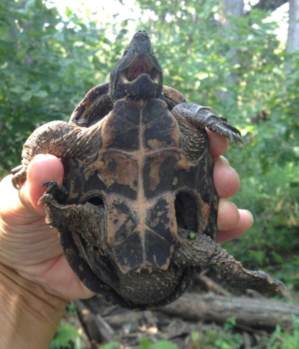 Sternotherus odoratus – Eastern Musk Turtle | Vermont Reptile and ...