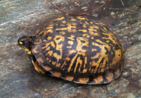 T-carolina-Stowe-Peter Roberts2 | Vermont Reptile and Amphibian Atlas