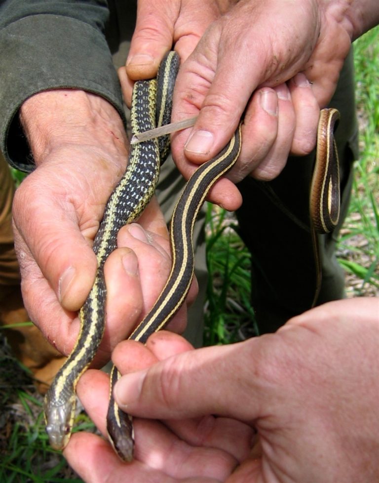 Eastern Ribbonsnake And Common Gartersnake | Vermont Reptile And ...