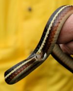 Thamnophis Saurita – Eastern Ribbonsnake | Vermont Reptile And ...