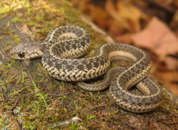 Thamnophis sirtalis – Common Gartersnake | Vermont Reptile and ...