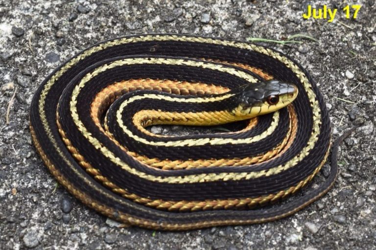 Thamnophis Sirtalis – Common Gartersnake | Vermont Reptile And ...