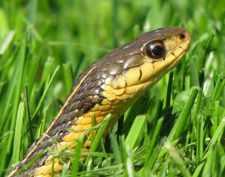 T-sirtalis close up of face & neck, Brian Johnson | Vermont Reptile and ...