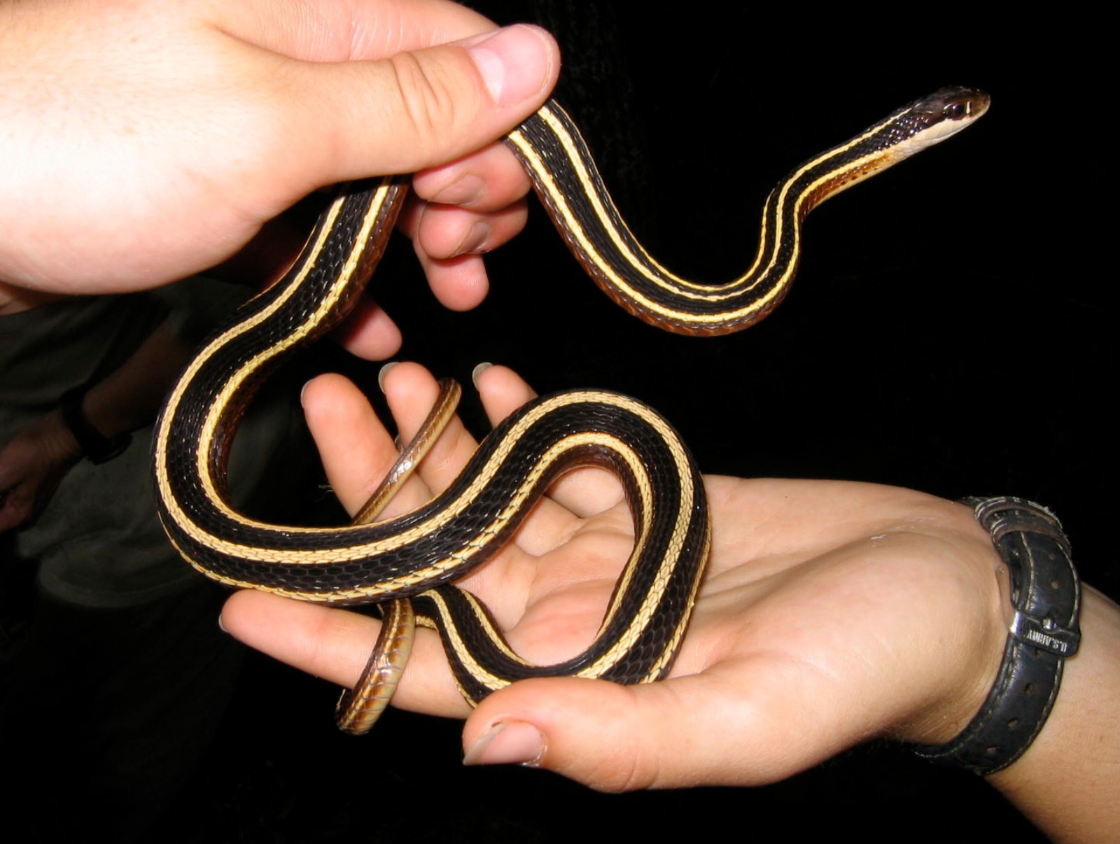 black snake with yellow horizontal stripes
