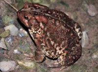 Anaxyrus Americanus – American Toad | Vermont Reptile And Amphibian Atlas