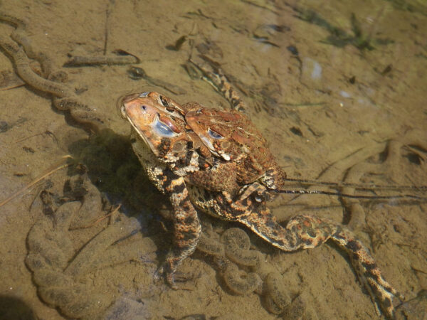 A. americanus amplexus & egg laying Patsy Fortney | Vermont Reptile and ...