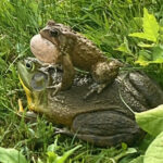 A. americanus calling from L. catesbeianus back, C. sprague