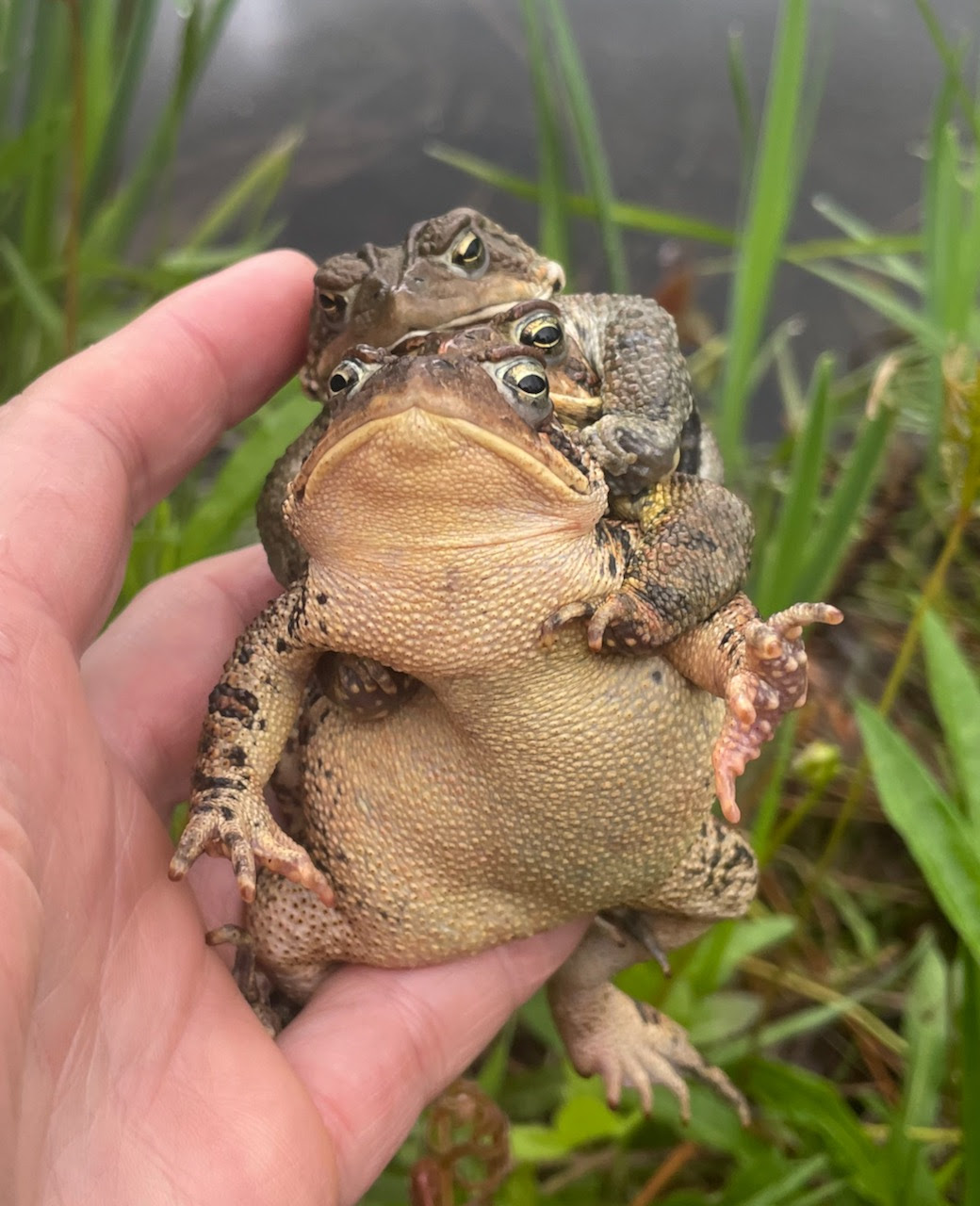 Herp Update: American Toads & Gray Treefrogs – May 22, 2024