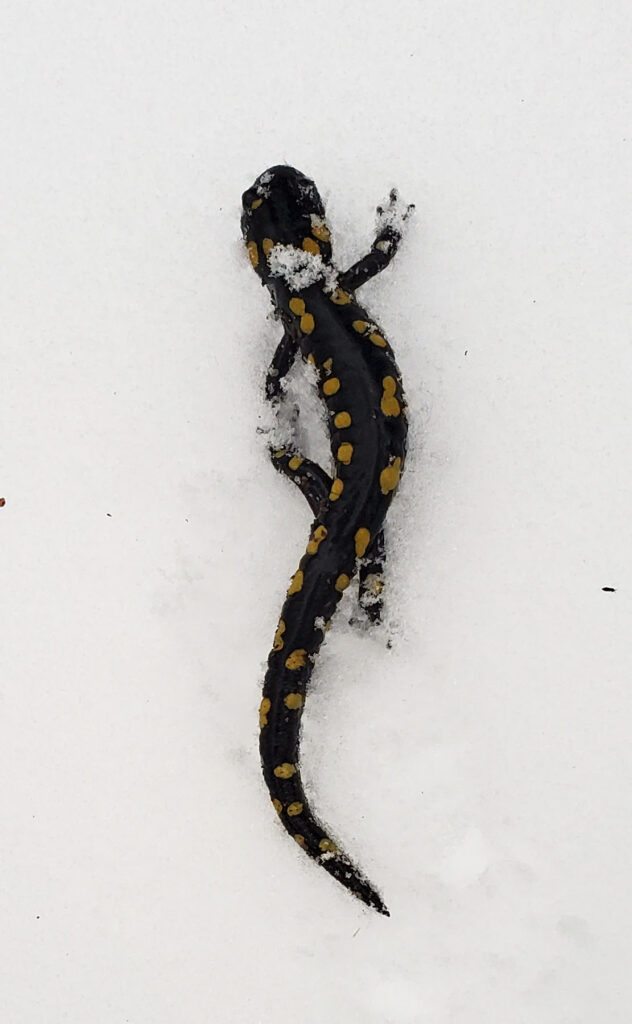 A black salamander with yellow spots walks on the snow.