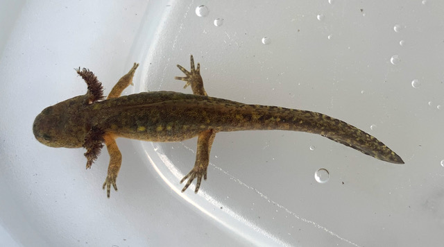 a larval Spotted Salamander with spots beginning to show along its sides, and external gills, floats in water.