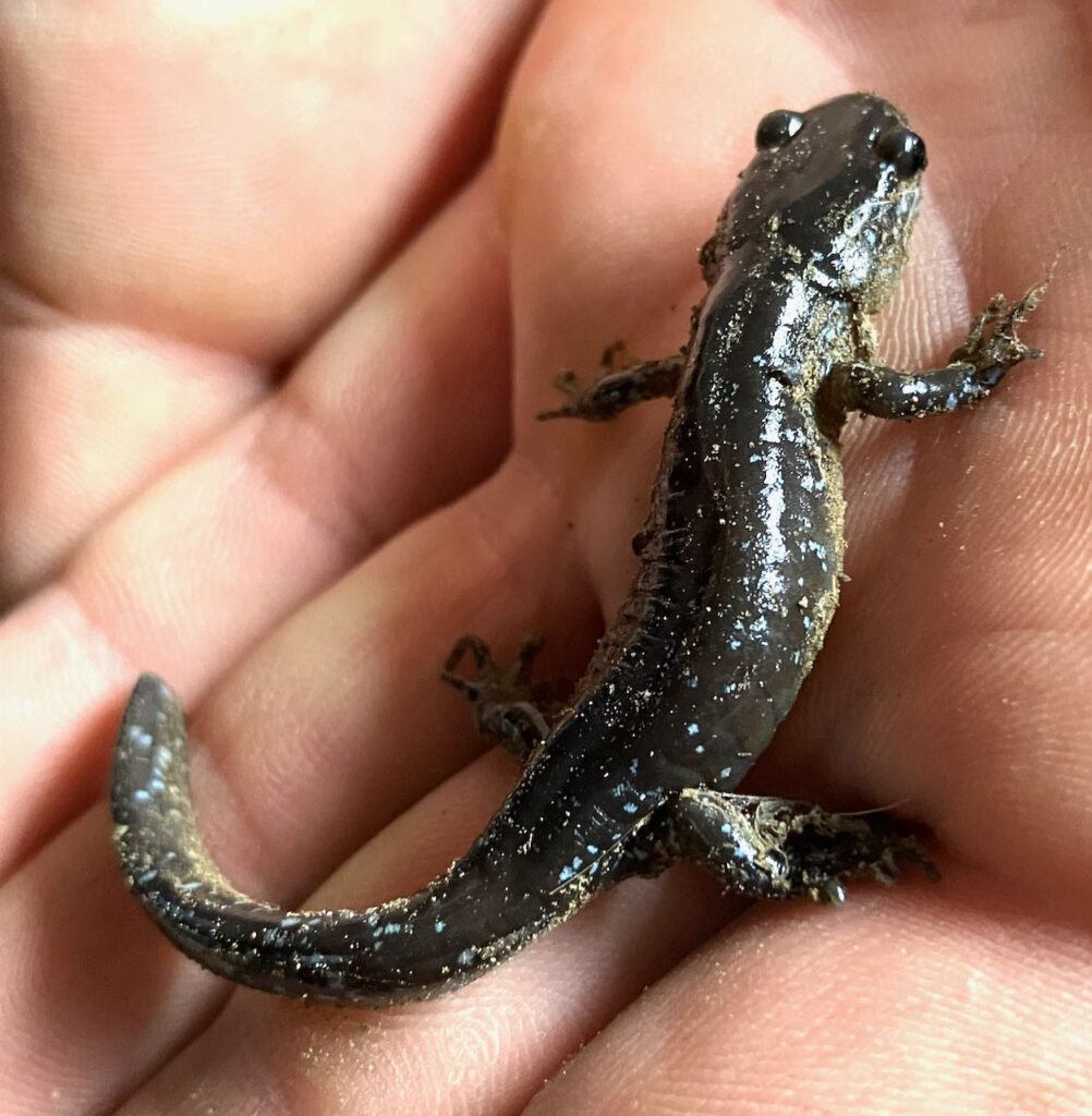 a dark black salamander with light blue flecks in a person's hand