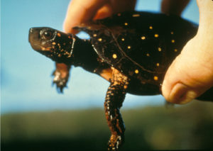 Spotted Turtle (Clemmys guttata)