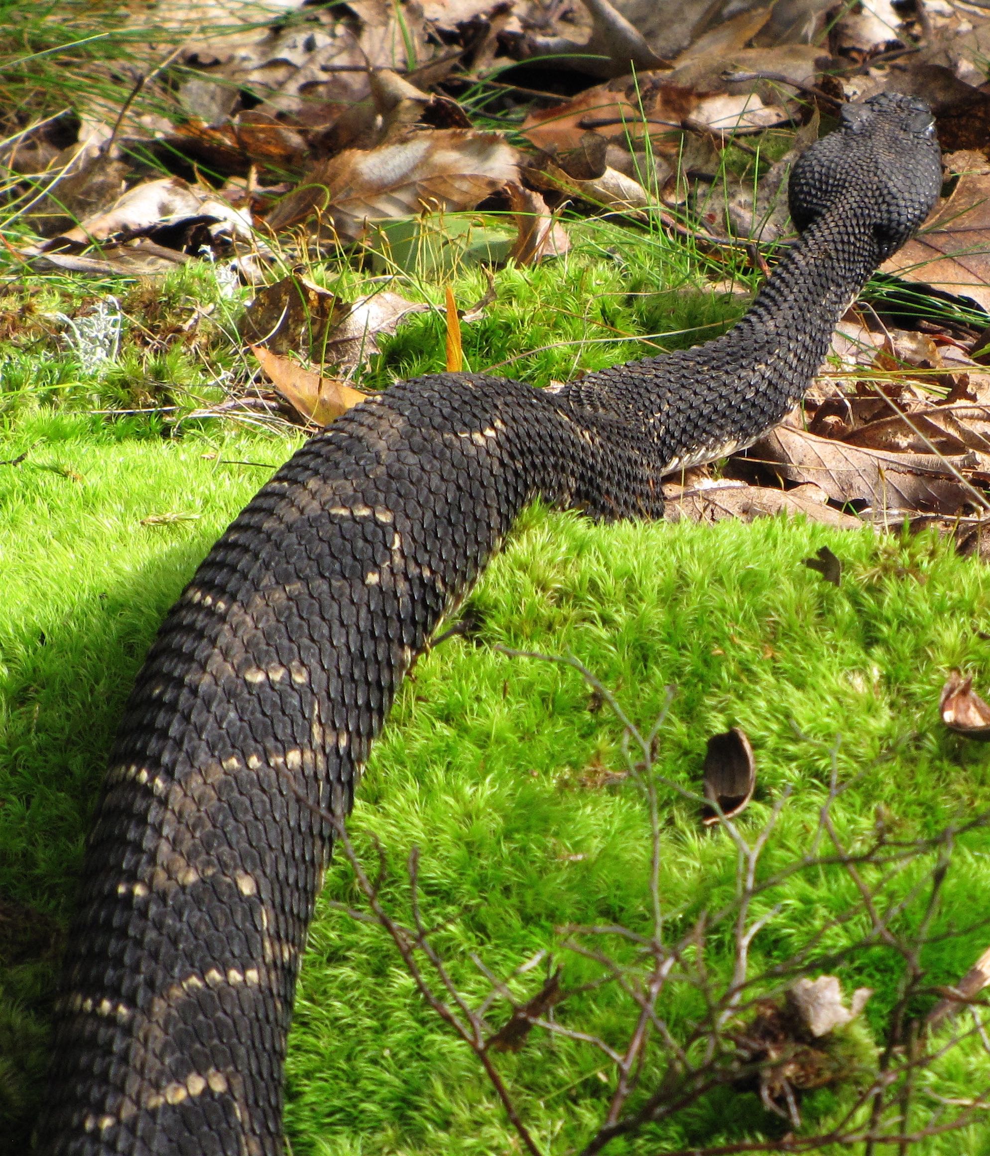 eastern timber rattlesnake
