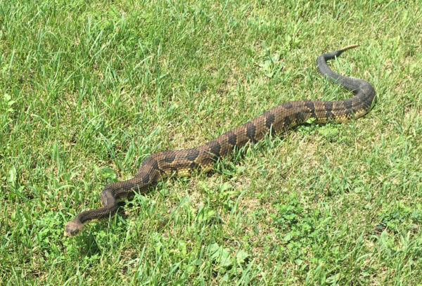 Crotalus horridus – Timber Rattlesnake | Vermont Reptile and Amphibian ...