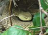 Crotalus horridus – Timber Rattlesnake | Vermont Reptile and Amphibian ...