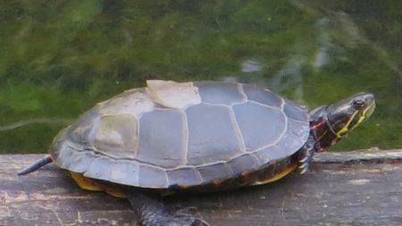 Chrysemys picta – Painted Turtle | Vermont Reptile and Amphibian Atlas