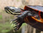 Chrysemys picta – Painted Turtle | Vermont Reptile and Amphibian Atlas