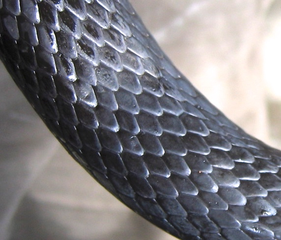 Black mamba snake scales, solid black, smooth, even scales