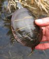 C. picta adult carapace in hand2 copy | Vermont Reptile and Amphibian Atlas