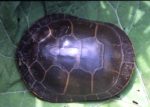 Chrysemys picta – Painted Turtle | Vermont Reptile and Amphibian Atlas