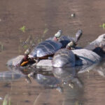 C. picta basking on C. serpentina, Kiley Briggs