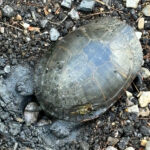 C. picta laying eggs, Eliza Merryless