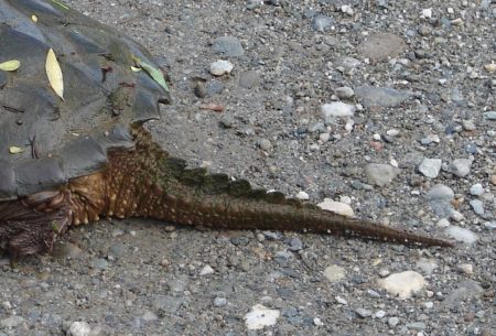 C. serpentina on road, T. Thurston copy | Vermont Reptile and Amphibian ...