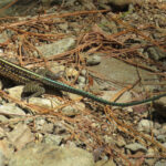 Central American Whiptail