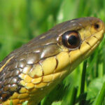 Common-Gartersnake-b-johnson