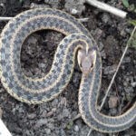 Common-Gartersnake-defense-K-Devine-2024