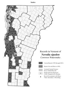 A map showing distribution of Common Watersnake in Vermont (as mapped in 2023)