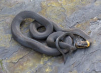 Diadophis punctatus – Ring-necked Snake | Vermont Reptile and Amphibian ...