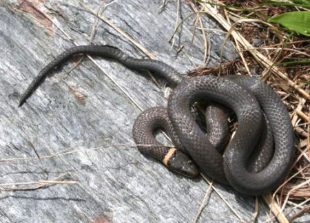 D-punctatus on rock Dan Zeh | Vermont Reptile and Amphibian Atlas