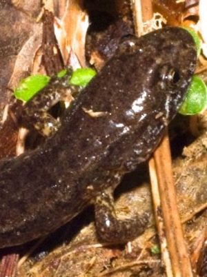 D. fuscus adult in leaves copy | Vermont Reptile and Amphibian Atlas