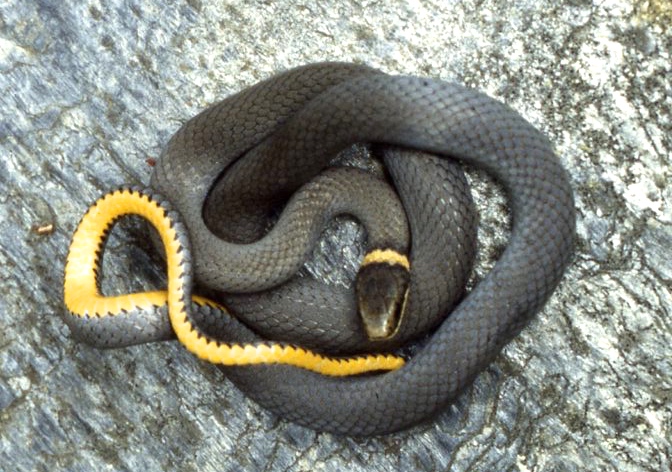 Diadophis punctatus – Ring-necked Snake