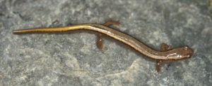 Northern Two-lined Salamander (Eurycea bislineata) adult