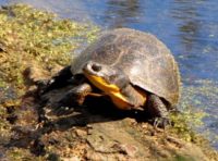 Emydoidea blandingii – Blanding’s Turtle | Vermont Reptile and ...