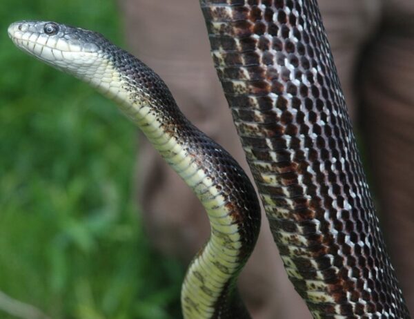 Pantherophis Alleghaniensis – Eastern Ratsnake | Vermont Reptile And ...