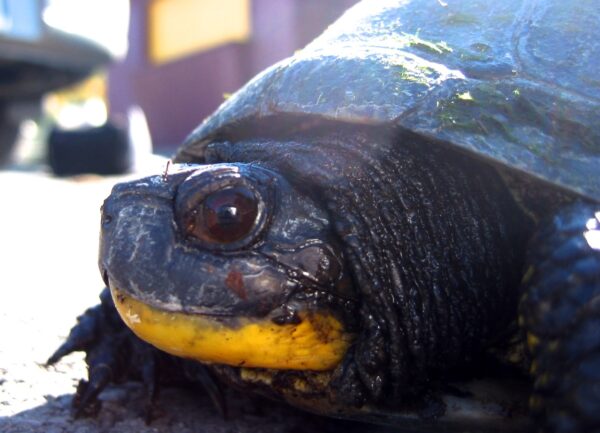 Emydoidea blandingii – Blanding’s Turtle | Vermont Reptile and ...