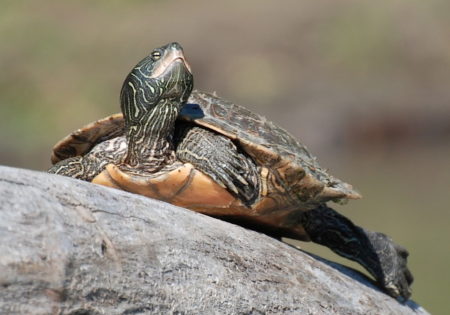 Graptemys geographica – Northern Map Turtle | Vermont Reptile and ...