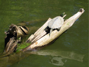 Northern Map Turtle (Graptemys geographica) adult