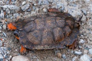 A turtle with orange on its forelegs is visible on a gravel/mud surface. This turtle has distinct, patterned scutes on its dark- and light-brownish-black carapace, and a very slightly toothed edge to the carapace. Photo by Ian Clark and used with permission.