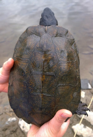 Glyptemys insculpta – Wood Turtle | Vermont Reptile and Amphibian Atlas